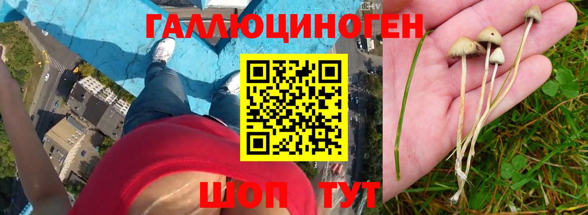 Псилоцибиновые грибы прущие грибы Фролово